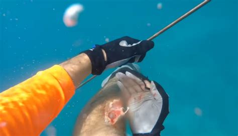 Diver Films Terrifying Moment A Reef Shark Bites Off A Chunk Of His Leg In Florida Ibtimes Uk