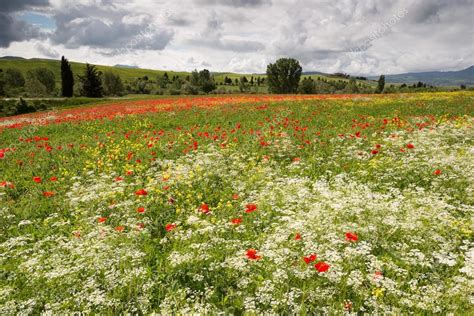 Poppies And Wildflowers In Tuscany Stock Editorial Photo © Klanneke