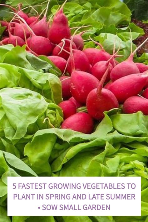 5 Fastest Growing Vegetables To Plant In Spring And Late Summer Sow