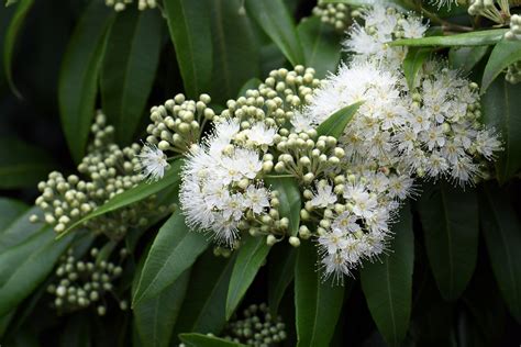 How To Grow Lemon Myrtle Better Homes And Gardens