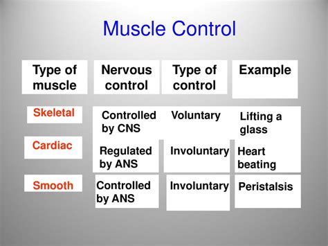 The Muscular System Ppt Download