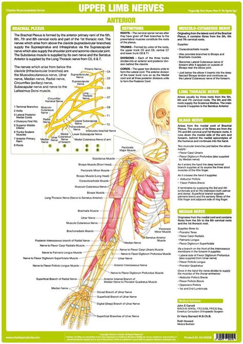 Upper Limb Nervous System Anatomy Of Nerves And Muscles Supplied By Major