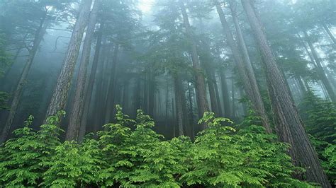 Evergreen Forest National Park Washington Hd Wallpaper