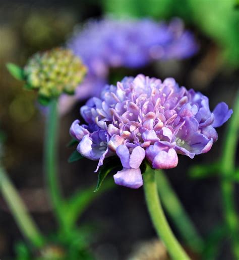 Scabious Butterfly Blue Seemingly This Plant Is Attracti Flickr