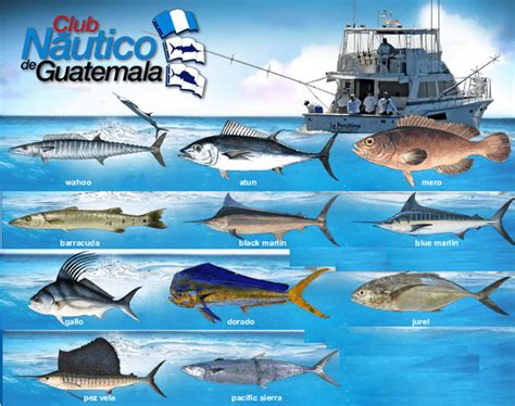 Guía Turística Pesca Deportiva En Guatemala Solo Lo