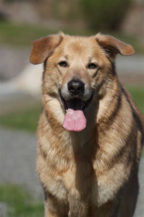 The Chinook Dog Is The State Dog Of New Hampshire Breed As A Gentlemen