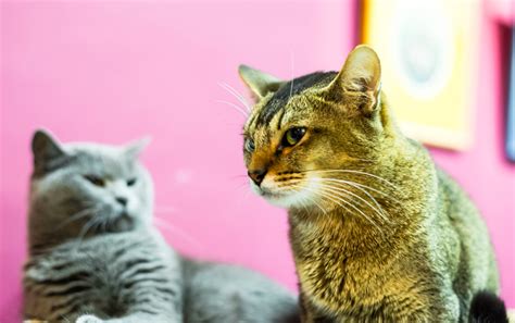 Felines can easily get jealous of cats, dogs, and other animals. Do Cats Get Jealous? (and What To Do About It When They Do ...