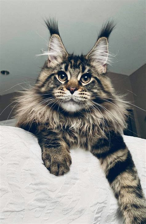 68 Photos Of Maine Coon Cats Histori Wallpaper
