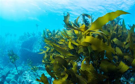 Seaweed Set To Boost Incomes In The Pacific Region Aciar