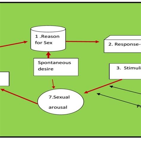 Sexual Response Cycle Of Cancer Patients Worksheet Based On Bassons