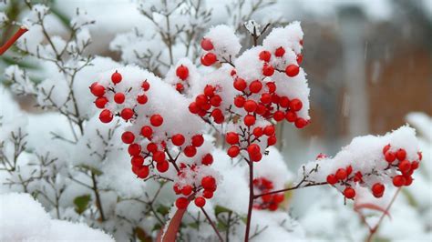 Wallpaper Plants Nature Berries Snow 1920x1080 Noisyknight