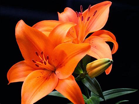 15 Best Lily Flower Desktop Wallpaper You Can Use It For Free