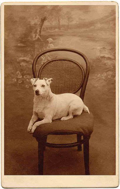740 Vintage Dog Photos Ideas In 2021 Vintage Dog Dog Photos Old Dogs