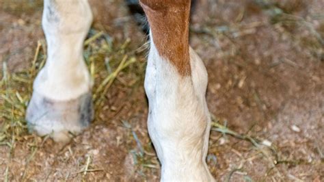 Tendon Sheath Swelling The Horses Advocate