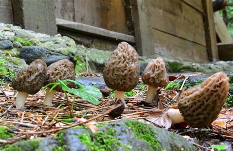 Growing Morel Mushrooms Your Complete Guide Mushroom Site