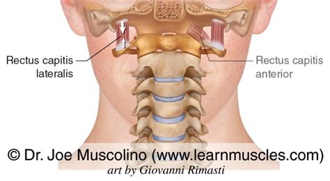 Rectus Capitis Lateralis Learn Muscles