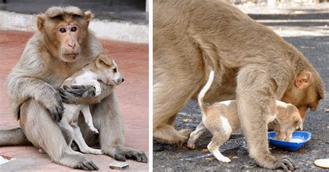 Monkey Adopts A Stray Puppy And Takes Care Of Him Like His Own Baby