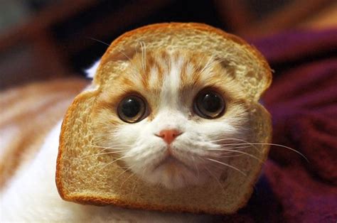 Toast Cat Cute Cats Cat Bread Cool Cats