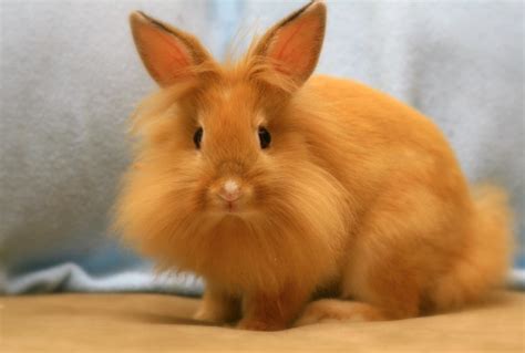 8 Adorable Long Haired Rabbit Breeds With Pictures Pet Keen