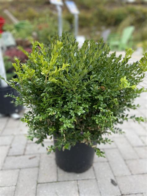 Buxus Green Mound Oceanview Home And Garden