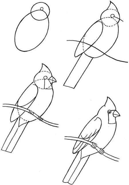 Notice how they have a spiked crown. How To Draw Birds | Bird drawings, Drawings, Art