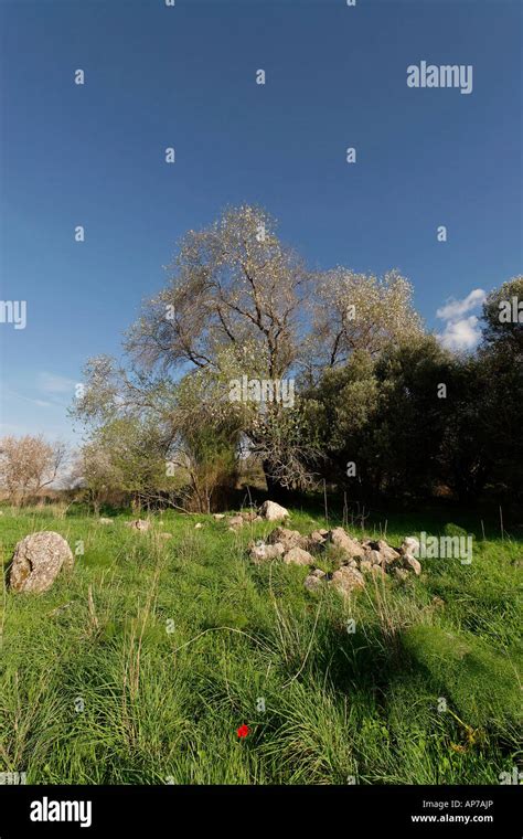 Israel Shephelah Region Almond Tree Amygdalus Communis Stock Photo Alamy