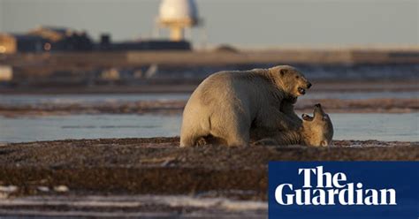 Stranded Polar Bears At Kaktovik Barter Island Alaska In Pictures
