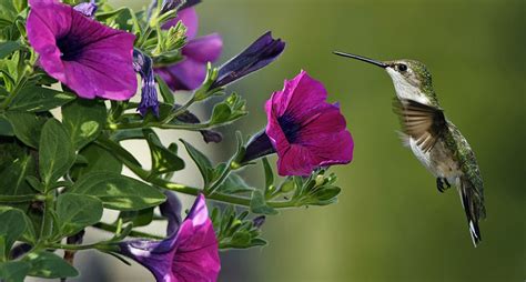 Hummingbird Garden Rohslers Allendale Nursery Garden Center