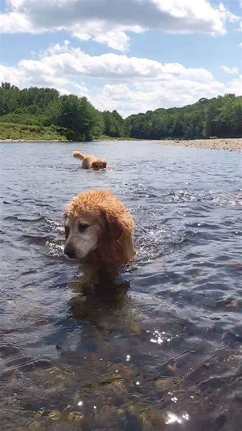 Pin On Golden Retrievers Jasper Jax And Puppa Tavish