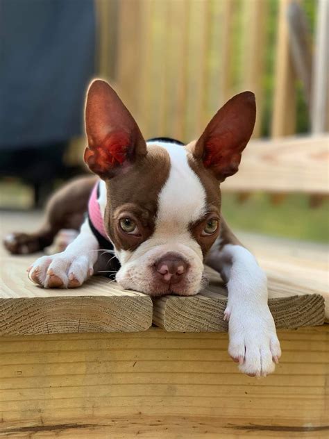 Boston Terrier Dogs On Twitter This Is Roxie From New Hampshire She