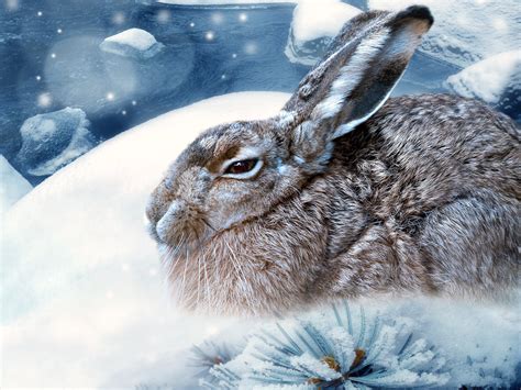 Snow Rabbit Wallpaper Ghost Written Science The Brazzen