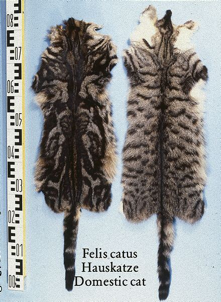 Filefelis Catus Domestic Cat Fur Skins Wikimedia Commons