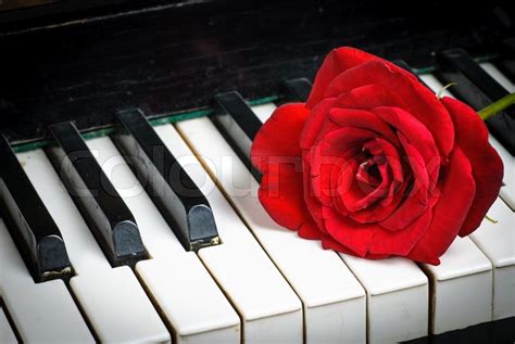 Piano Keyboard And Rose Stock Image Colourbox