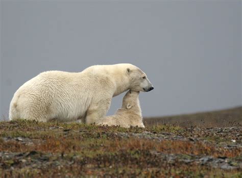 The Polar Bear Programme