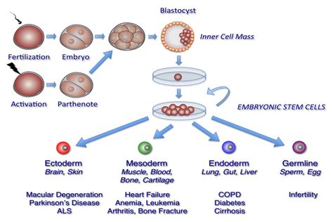 Embryonic Stem Cells Diagram