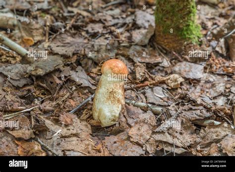 Porcini Mushrooms In The Bavarian Forest Germany Stock Photo Alamy