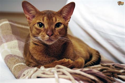 In this video we countdown the 5 largest cat breeds. Abyssinian Cat Breed Information, Buying Advice, Photos ...