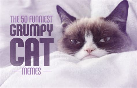 The 50 Funniest Grumpy Cat Memes Complex