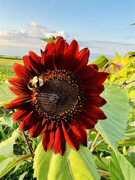 Red Sunflowers Rare Beauties That Exist And Their 5 Benefits