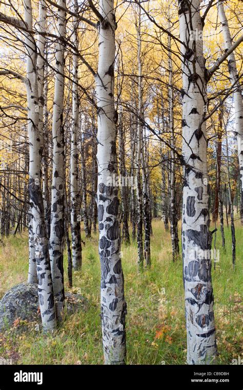 White Bark Of Aspen Trees Growing In A Grassy Meadow In Autumn At Rocky