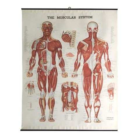 Vintage Mid Century Anatomical Chart Muscular System Muscle Diagram