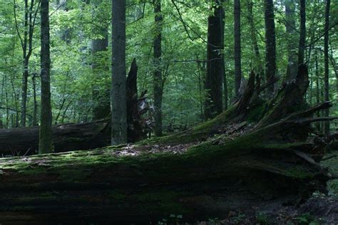 Bialowieza The Ancient Forest Of Europe Bialowieza