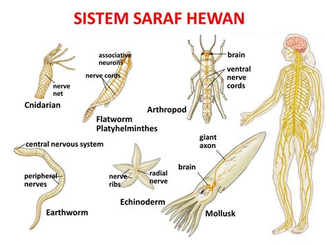 Sel Saraf Hewan Homecare