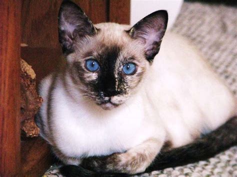 129 Best Tortie Point Siamese Cats Images On Pinterest Siamese