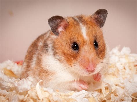The Best Benefits Of Hamsters Using Wood Shavings