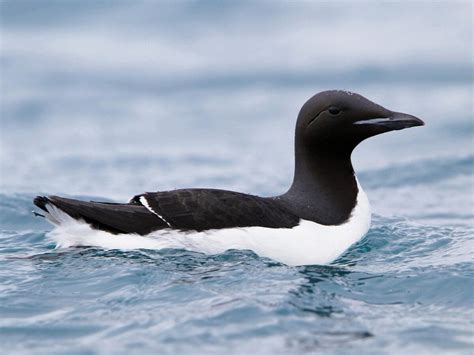 16 Thick Billed Murre Facts 2024
