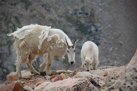 Mountain Goat Clear Creek County