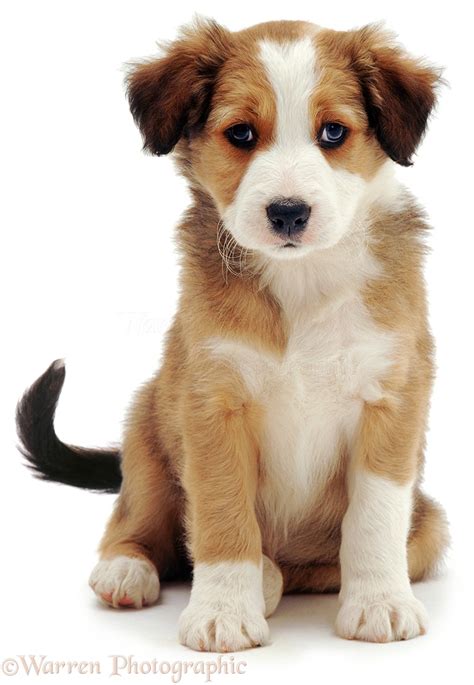 Dog Cute Border Collie Puppy Sitting Photo Wp01522