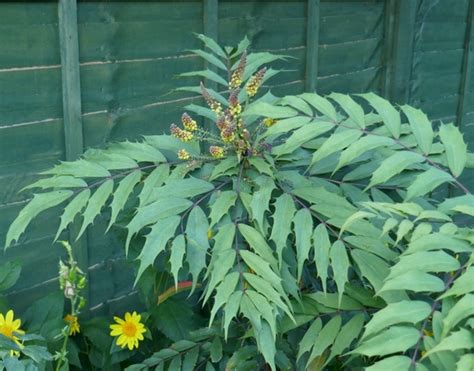Mahonia Confusa 2019 Grows On You