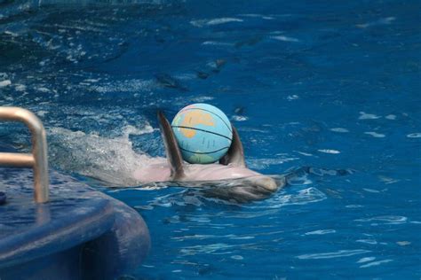 Dolphin Show National Aquarium In Baltimore Md 1212155 Photograph